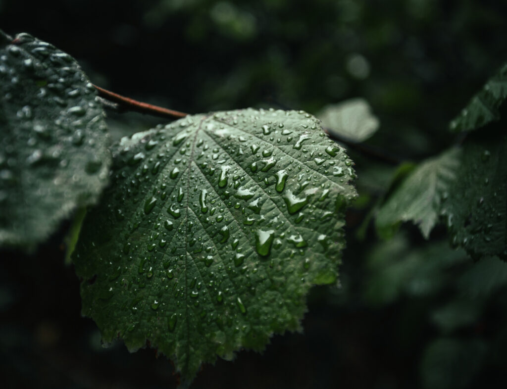 A moody photo of green leafs with water drops after rain in forest on dark background. Green leaf on rainy day in forest illuminated with soft daylight.