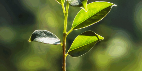 2026 STR Trend 2 Featured Image